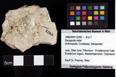 Foto (Objket + Etiketten) von Decapoda indet. 